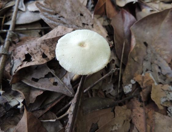 diversidade do reino das plantas, o professor encontrará no