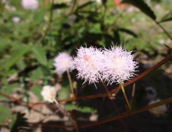 plantas, devido à variedade e diversidade de flores que podem ser visualizadas no Bosque, conforme apresentado na Figura 10.