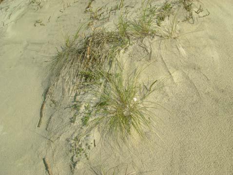 UHP A (Duna Branca) esta unidade de paisagem abrange a faixa litoral, bem como a duna branca. A consolidação das areias para a formação desta duna é feita por vegetação natural.