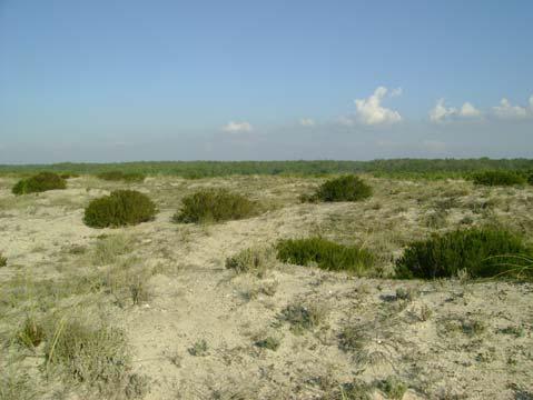 9-10 Vegetação presente na UHP A UHP B (Duna Cinzenta) esta unidade de paisagem é composta por um vegetação arbustiva relativamente densa, apresentando um valor ecológico elevado. Figura 4.
