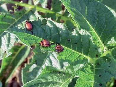 ESCARAVELHO-DA-BATATEIRA O escaravelho destaca-se como uma das principais pragas na cultura da batateira, provocando a destruição das folhas através