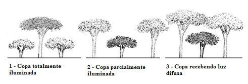 33 Espécies: A identificação dos indivíduos foi realizada, na floresta, pelo nome vulgar por parabotânicos experientes da Embrapa Amazônia Oriental e da empresa CKBV Florestal Ltda.