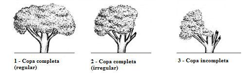 34 Fonte: Adaptado de Silva (2004) FIGURA 4 - Classes de forma da copa de acordo com as condições físicas da copa das árvores.