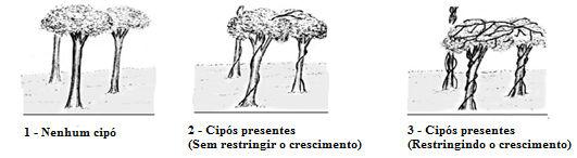 5). Os códigos são: 1- nenhum cipó; 2- cipós presentes, sem causar danos; e 3- cipós presentes, restringindo o crescimento da árvore.