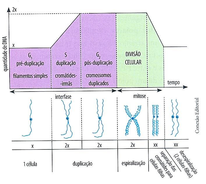 - Atenção: checkpoints e o controle do ciclo G0 => período de quiescência do ciclo celular; atividade metabolica normal, mas não há passagem para S.