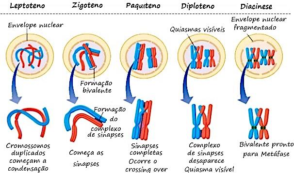 prófase I => ocorrência do