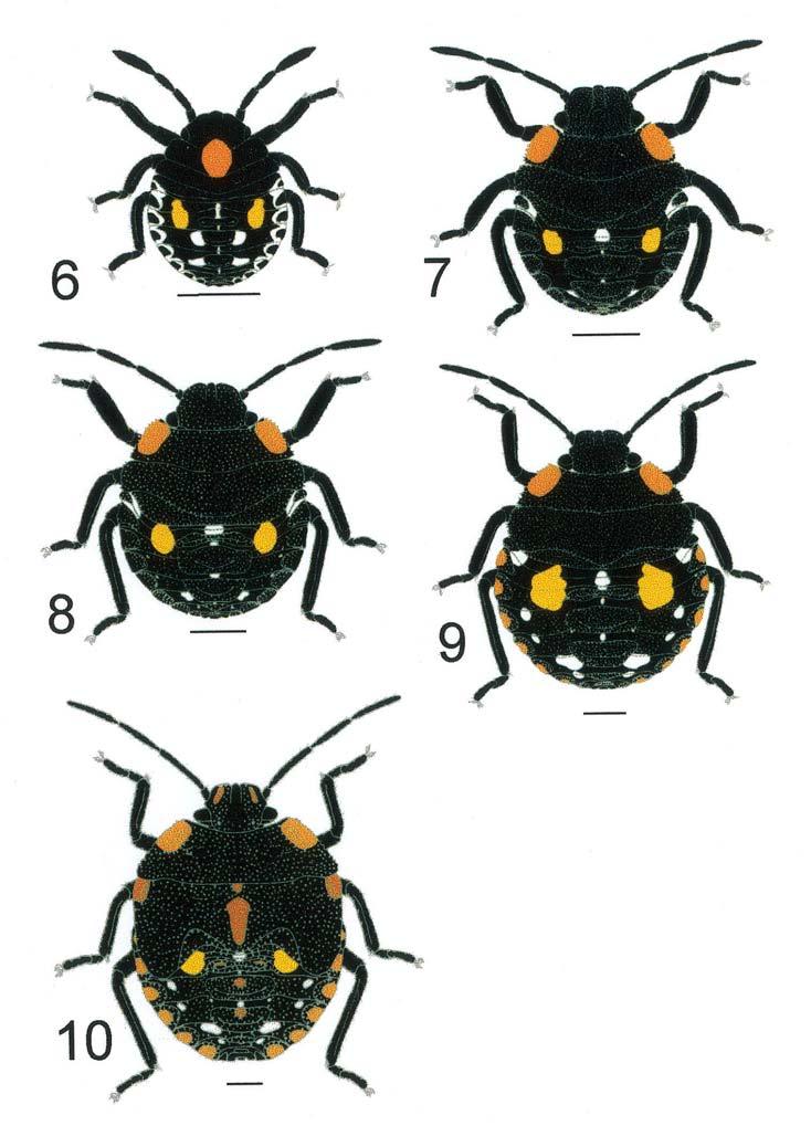 Imaturos de pentatomídeos (Hemiptera, Heteroptera): morfologia... 87 Figs. 6-10.