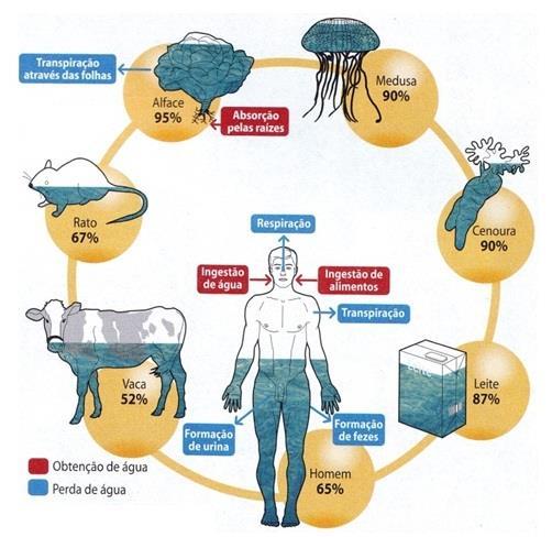 16 3 REVISÃO BIBLIOGRÁFICA 3.1 A importância da água A água é um recurso natural primordial para existência da vida no planeta.