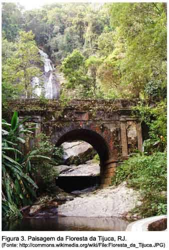 Graças à visão ambientalista de D. Pedro II e ao empenho da equipe comandada pelo Major Archer, a floresta da Tijuca, situada no centro do Rio de Janeiro, é hoje a maior floresta urbana do mundo (3.