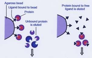 afinidade Escolha dos ligandos em