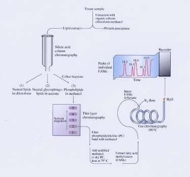 Análise de lípidos 13 Cromatografia gás-líquido Características: Boa resolução Grande sensibilidade Rapidez Reprodutibilidade Princípio: Cromatografia de partição F.