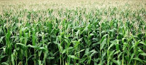 ambientais advindos do estabelecimento e expansão da agricultura moderna.