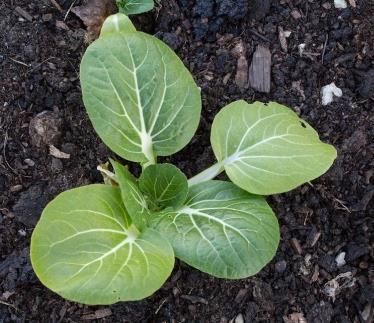 Objetivo: produção de alimentos