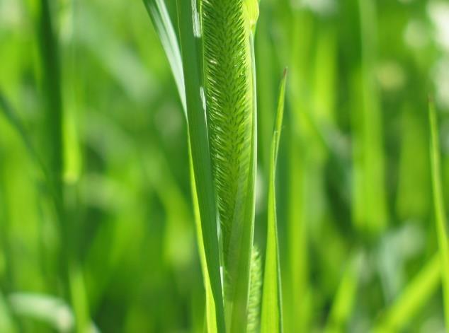 utilização de fertilizantes químicos Não existe