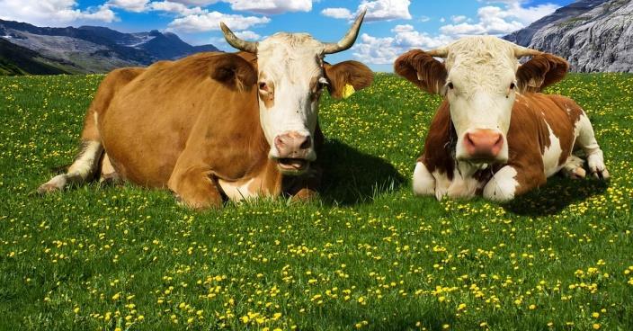REGIMES DE CRIAÇÃO DE GADO REGIMES DE CRIAÇÃO DE GADO Criação de gado (ou pecuária): criação de