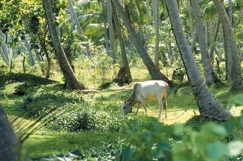 A CRIAÇÃO DE GADO E A INTEGRAÇÃO AGRICULTURA-PECUÁRIA «As propriedades agrícolas, em geral, necessitam de alternativas que possam intensificar o uso da terra e aumentar a sustentabilidade dos