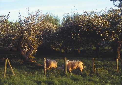 Entre as possibilidades de diversificação, encontra-se a integração lavoura (agricultura)-pecuária que integra as duas atividades com objetivos de maximizar racionalmente o uso da terra, da