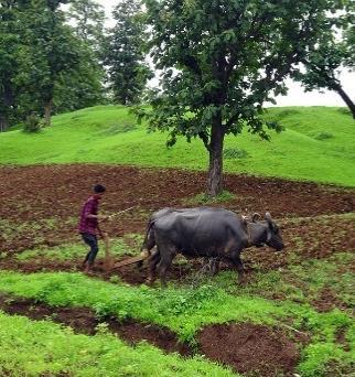 SUBSISTÊNCIA OU DE QUEIMADA DE SEQUEIRO Países em desenvolvimento Práticas agrícolas