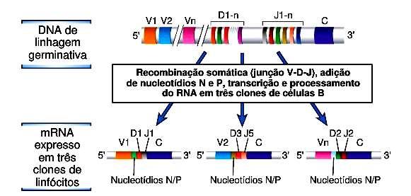Recombinação V(D)J Gene Cadeia H Recombinação ao acaso Rearranjos de DNA tornam os exons dos genes V,