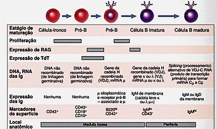 Estágios na Maturação de Linfócitos