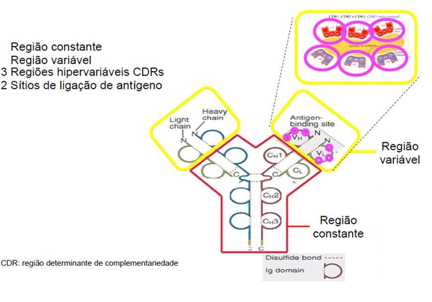 Parátopo / Sítio Combinatório dos Acs - CDRs das Regiões VH e VL