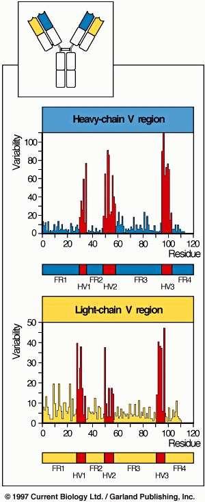 CDRs / HVs Quando se comparam as sequências de aminoácidos dos domínios VH e VL de Acs com diferentes especificidades para diferentes Ags:- 1.