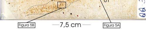 O material da unidade 1 (de variação arenosa) foi remobilizado através de estrutura de escape (comparar figuras 4B e 5A).