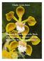 Cláudia Araújo Bastos. Filogenia do gênero Encyclia Hook. (Orchidaceae - Laeliinae) e revisão taxonômica das espécies brasileiras