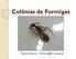 Colônias de Formigas. Fabricio Breve fabricio@rc.unesp.br. 27/05/2015 Fabricio Breve