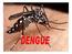 Muitas pessoas não sabem diferir um Aedes aegypti de outros insetos, como o pernilongo, outros mosquitos, etc.