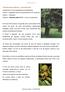 Castanheiro. Classificação botânica / características