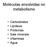 Moléculas envolvidas no metabolismo. Carboidratos Lipídeos Proteínas Sais minerais Vitaminas Água