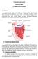 Semiologia Cardiovascular. Insuficiência Mitral. Por Matheus Vieira Gonçalves