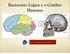 Raciocínio Lógico e o Cérebro Humano. Vídeo: Córtex cerebral e memória (5 min).
