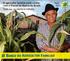 O agricultor familiar pode contar com o Pronaf do Banco do Brasil. Todo seu do plantio à colheita.