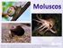 ANELÍDEOS - MOLUSCOS ARTRÓPODES