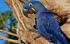 A Preservação da Arara Azul Grande no Território Brasileiro O Tráfico de Animais Silvestres