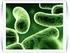 KLEBSIELLA PNEUMONIAE CARBAPENEMASE KPC em Enterobacteriaceae: o desafio das bactérias multirresistentes