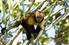 Variabilidade genética do macaco-prego-do-peito-amarelo (Cebus xanthosternos) na Mata Atlântica