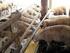 Utilização do Farelo de Castanha de Caju na Terminação de Ovinos em Confinamento 1,2. Levels of Cashew Nuts Meal in Diets for Feedlot Sheep