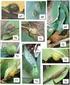 Riqueza e abundancia de insetos galhadores associados ao dossel de florestas de terra firme, varzea e igapo da Amazonia Central
