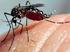 Assunto: Situação Atual da Dengue em Alagoas.