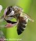 NATIVE BEES VERSUS Apis mellifera LINNAEUS, EXOTIC SPECIES (Hymenoptera: Apidae)