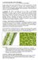 5. Continuação das Algas verdes (Chlorophyta) (leitura recomendada Raven et. al. Capítulo Protista II: Green Algae)
