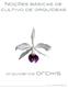 noções básicas de cultivo de orquídeas orquidários orchis Orquidariosorchis.com.br