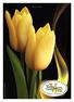 Tulipa Strong Gold Terra Viva 2012 / 2013