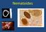 Características dos Nematoides