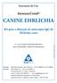 Instruções de Uso. ImmunoComb CANINE EHRLICHIA. N Cat. do Produto: 50CEH201/50CEH210 USO VETERINÁRIO - PRODUTO IMPORTADO