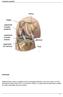Anatomia do joelho. Introdução