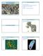 Insetos e Microrganismos. BAN 160 Entomologia Geral Insetos e Microrganismos. Sam Elliot. Insetos e Microrganismos TIPOS DE MICRORGANISMOS